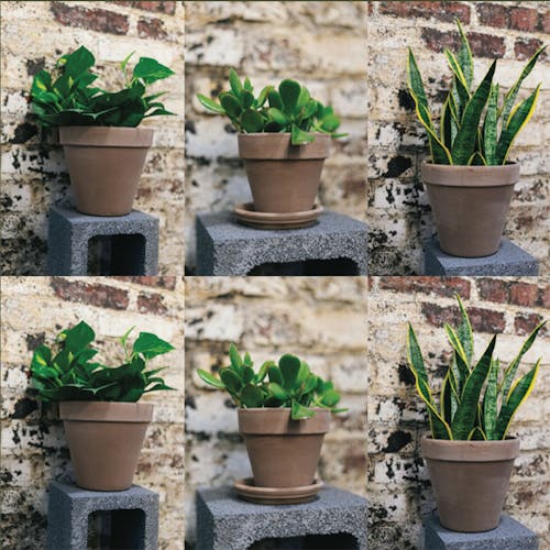 Grounded Plants 3x3 Plant Subscription